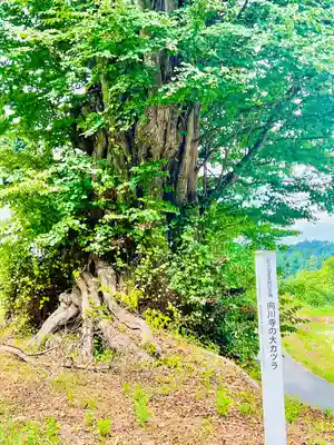 向川寺(山形県)