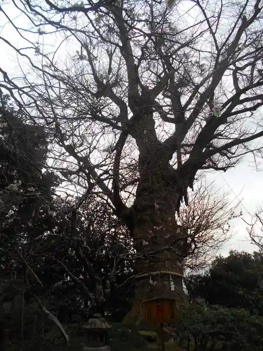 荏柄天神社の自然