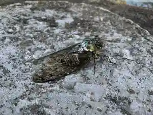 滑川神社 - 仕事と子どもの守り神(福島県)(2024年08月12日(月) 12時39分06秒投稿)