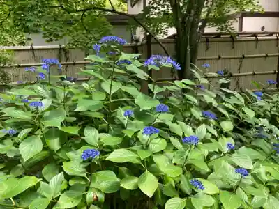 長壽寺（長寿寺）の自然