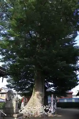 八枝神社(埼玉県)