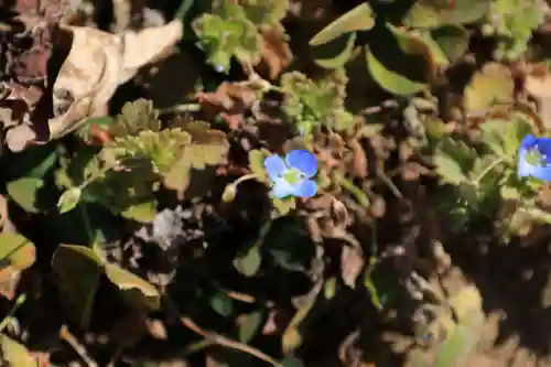 大六天麻王神社の自然