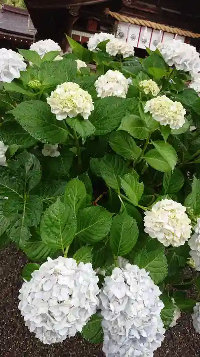 尾張大國霊神社(国府宮)の自然