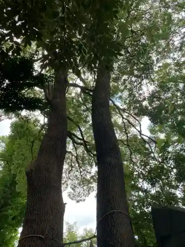 飯玉神社(群馬県)