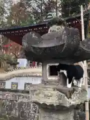 金乗院放光寺の動物