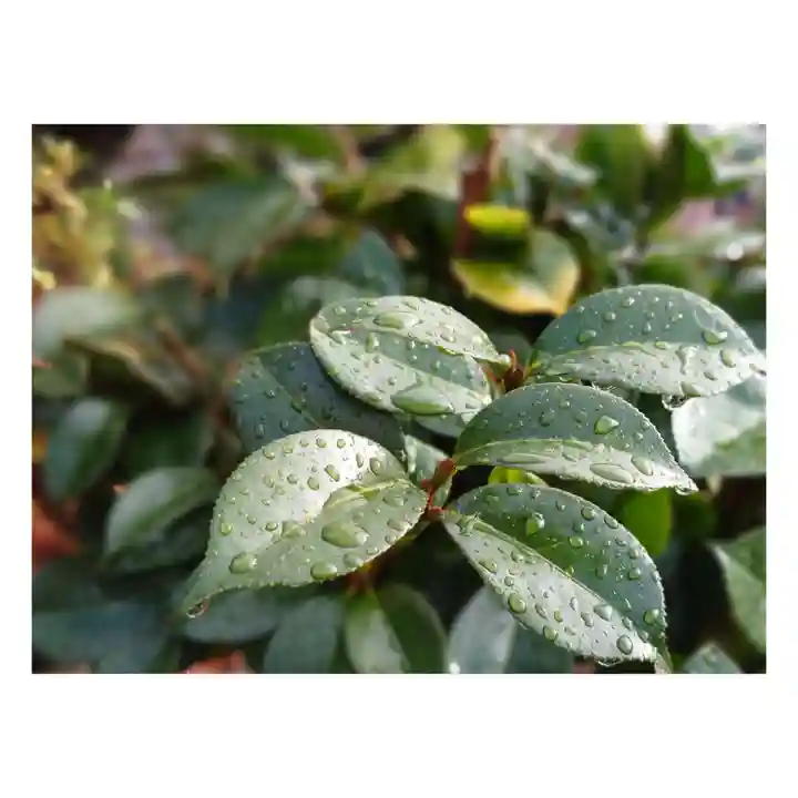 岐阜稲荷山本社の自然