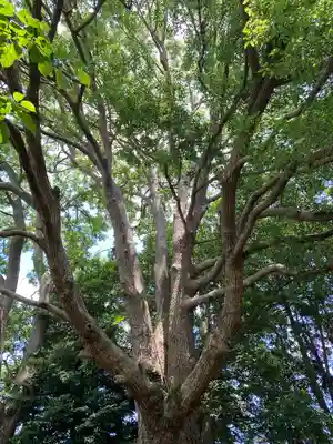 弘道館鹿島神社の自然