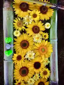 立志神社(滋賀県)(2024年07月01日(月) 18時28分04秒投稿)