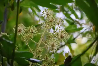 大六天麻王神社の自然