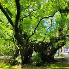 浜松八幡宮の自然