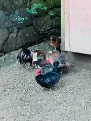 石上神宮の動物