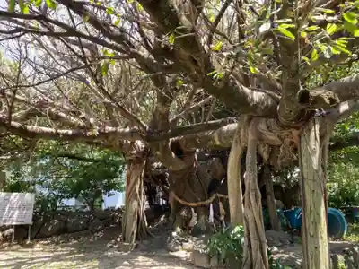 柏島稲荷神社の自然