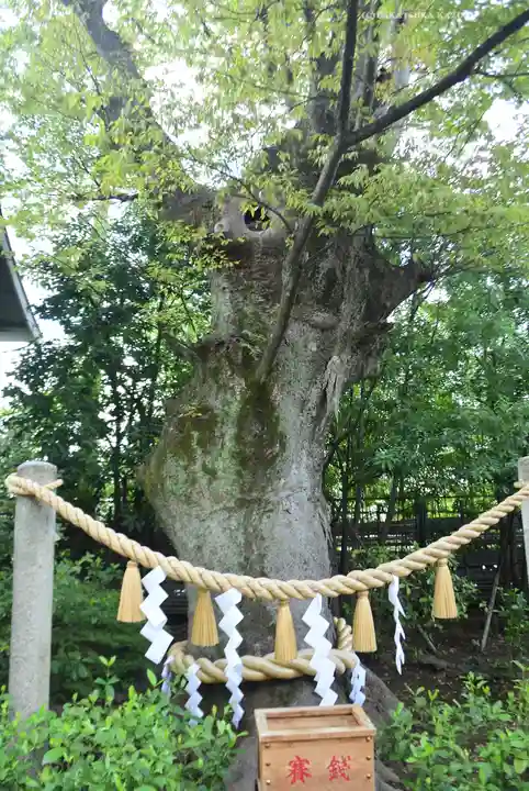 溝口神社(神奈川県)