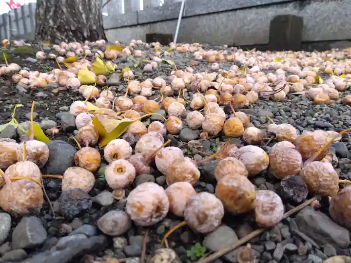 杉杜白髭神社(福井県)