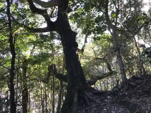 金比羅神社の自然