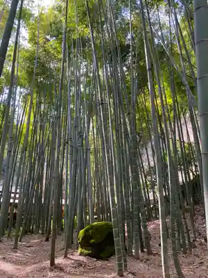 報国寺(神奈川県)
