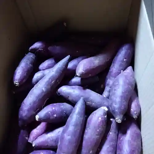 日蓮宗 総本山 塔頭 定林坊(じょうりんぼう)(山梨県)