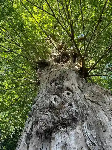 石見国一宮　物部神社(島根県)