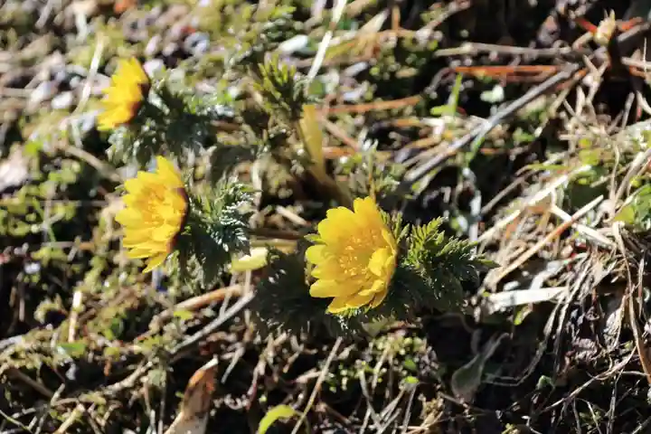 正観音堂の自然