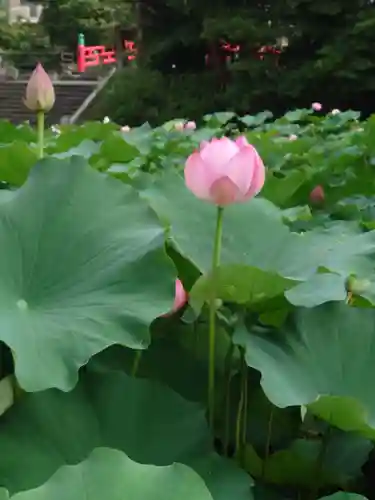 伊賀八幡宮(愛知県)