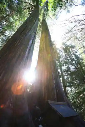 三峯神社(埼玉県)