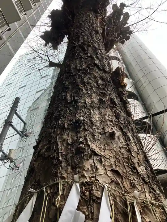 箒銀杏天満宮(東京都)