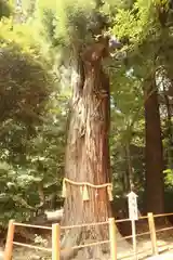 息栖神社の自然