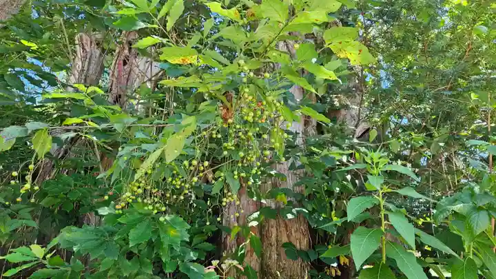 戸隠神社火之御子社(長野県)