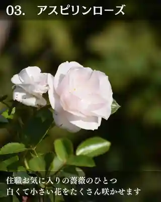 宝光寺(北海道)