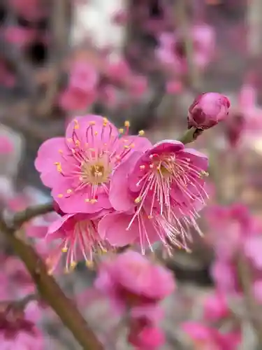 諏訪神社(東京都)