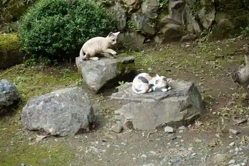 猫猫寺の動物