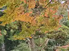 間々田八幡宮の自然