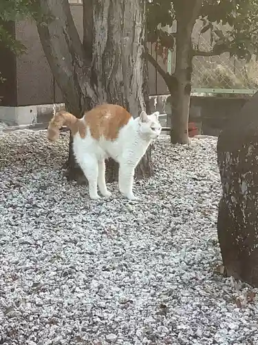 伊奴神社の動物