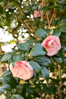 朝倉神社(高知県)