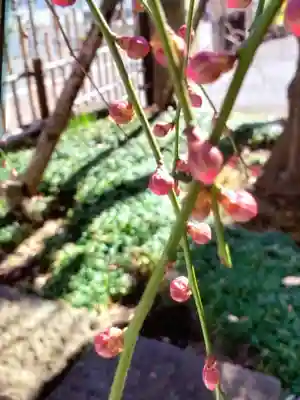 成願寺(東京都)