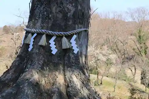 阿久津「田村神社」（郡山市阿久津町）旧社名：伊豆箱根三嶋三社の自然