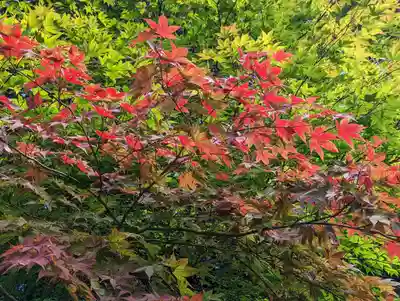 勝持寺（花の寺）(京都府)