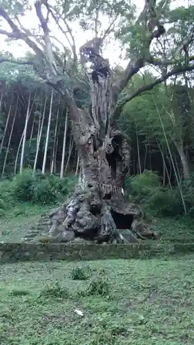 武雄神社の自然