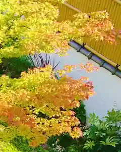 寿量山 速成寺の自然(2020年10月06日(火) 08時30分26秒投稿)