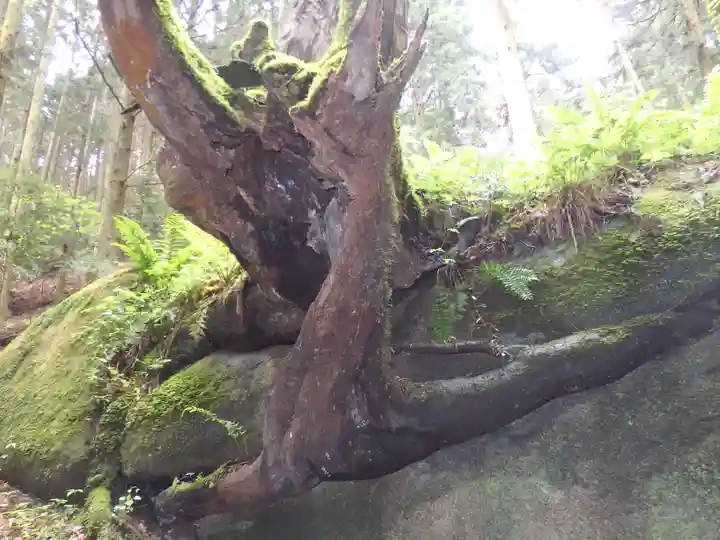 名草厳島神社の自然