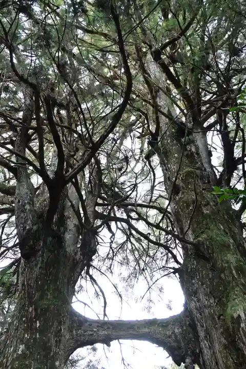 地主神社(桑の川の鳥居杉)(高知県)