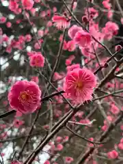 北野天神社の自然