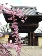 道明寺の山門