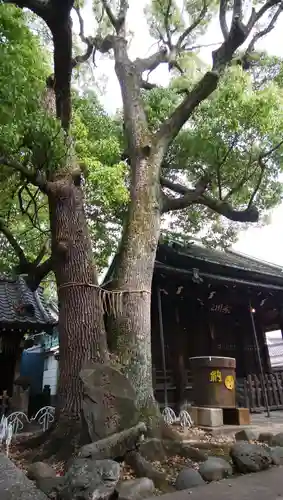 千住氷川神社の自然