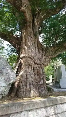 鶴谷八幡宮の自然