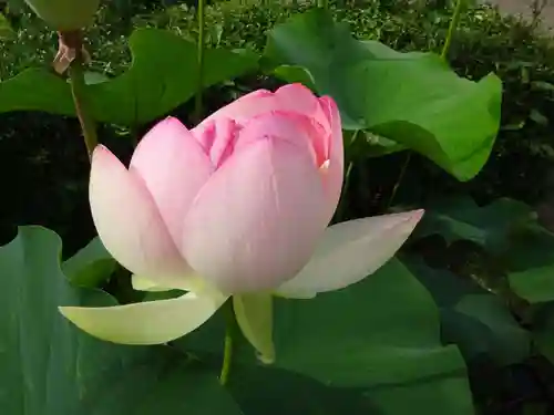 立志神社の自然