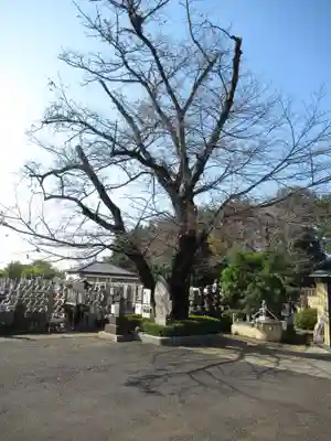 真光寺(千葉県)