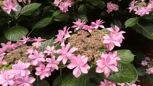 二本松寺の自然