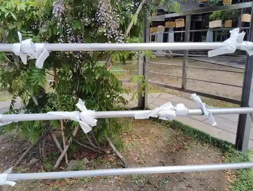 屋島寺のおみくじ