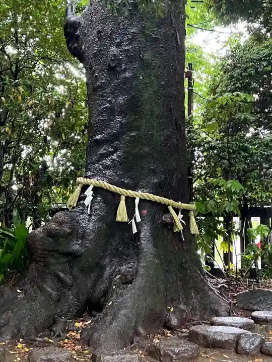 川越氷川神社(埼玉県)